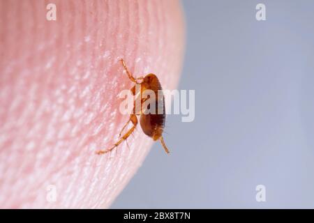 Super macro primo piano di marrone, color ambra pulci, Sifonaptera sulla pelle umana. Sopravvive come parassita esterno di sangue succhiante di mammiferi e uccelli. Foto Stock