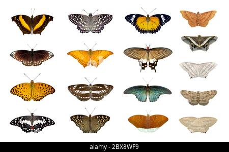 Gruppo di farfalle colorate e di falde isolate su sfondo bianco. Insetto. Animale. Foto Stock