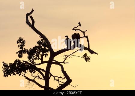 Silhouette di avvoltoi seduti nella cima dell'albero Foto Stock