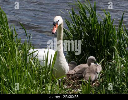 Cigni intorno al lago di Linlithgow, West Lothian, Scozia Foto Stock