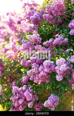 Fiori di lilla primaverile in fiore Foto Stock