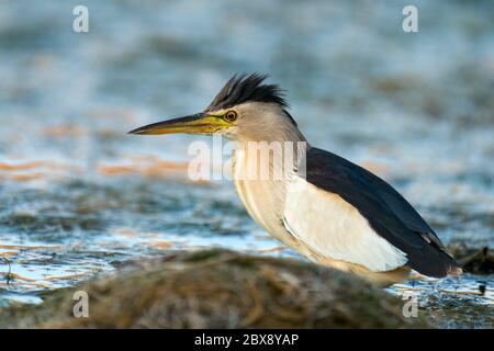 Piccolo bitrino Ixobrychus minutus, in piedi in acqua e alla ricerca di cibo. Foto Stock