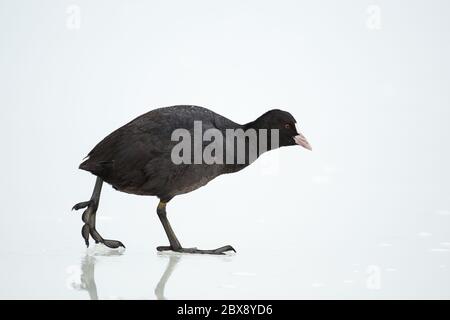 Comune Coot (Fulica atra) su ghiaccio in inverno. Foto Stock