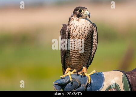 Ritratto di un falco peregrino (falco peregrinus) in posa per mano del falconero. Foto Stock