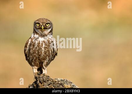 Il piccolo gufo adulto (Athena Noctua) si alza su una roccia e guarda la macchina fotografica. Spazio di copia. Foto Stock