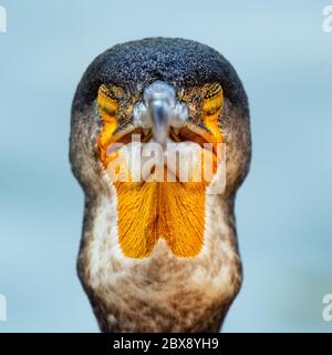 Ritratto del Grande Cormorano. Carbo Phalacrocorax. Primo piano Foto Stock