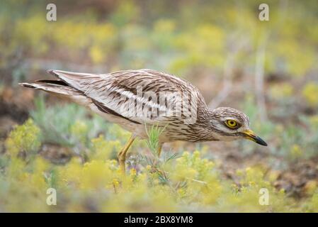 Il riccio in pietra eurasiatica, Burhinus oedicnemus, in habitat naturale. Foto Stock