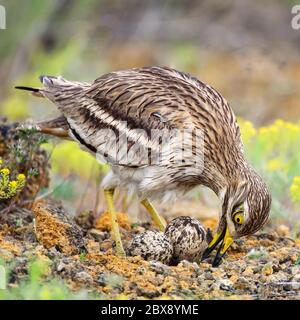 La riccia di pietra eurasiatica raddrizza le uova in una pochette. Foto Stock