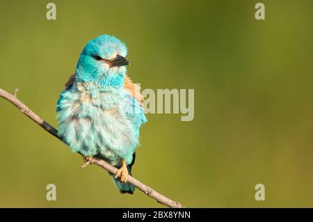 Rullo europeo (Coracias garrulus) seduto su una filiale. Foto Stock