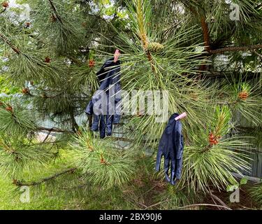 Guanti medici neri usati appendono su una branca. Concetto - respirare liberamente. Foto Stock