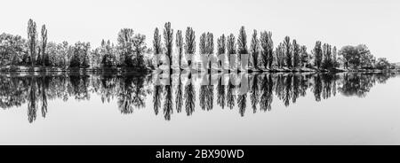 Vicolo di lussureggianti alberi di pioppo verde che si riflette nell'acqua nella soleggiata giornata estiva. Immagine in bianco e nero. Foto Stock