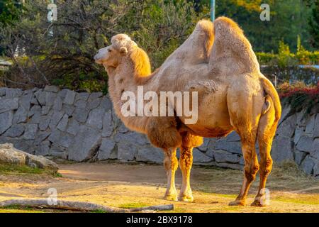 Cammello bactriano a due gobbie, Camelus bactrianus. Zoo di Liberec, Repubblica Ceca Foto Stock