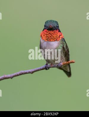 Un colibrì con una gola di rubino arroccato. Foto Stock