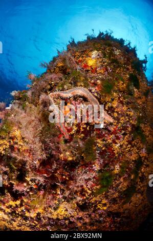 Vista subacquea di un verme bearded (Hermodice carunculata) nel Parco Naturale di Ses Salines (Ibiza, Pityuses, Isole Baleari, Mar Mediterraneo, Spagna) Foto Stock