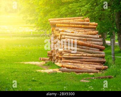 Pila di tronchi di legno tritato sul prato verde. Pali di legno. Foto Stock