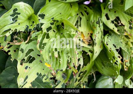 Animali da giardino, foglie danneggiate da lumache o lumache, ostas Foto Stock