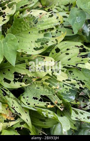 Animali da giardino, foglie danneggiate da lumache o lumache, ostas Foto Stock