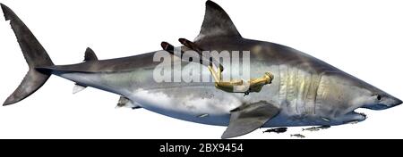 Otodus obliquus, un gigantesco squalo mako estinto e antenato del megalodon. Con sommozzatore umano per la bilancia. Foto Stock