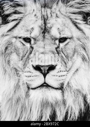 Faccia leone maschio. Primo piano ritratto di enorme felino africano. Immagine in bianco e nero. Foto Stock