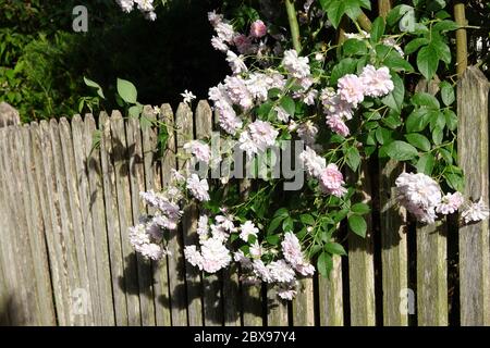 Primo piano di fiori rosa pallido di rambler o rose rampicanti su una recinzione in legno e pergola, infiorescenza sognante in un romantico cotTag di campagna Foto Stock