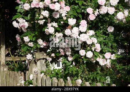 Primo piano di fiori rosa pallido di rambler o rose rampicanti su una recinzione in legno e pergola, infiorescenza sognante in un romantico cotTag di campagna Foto Stock