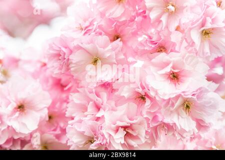 Rosa chiaro delicato ciliegia fiorisce sfondo Foto Stock