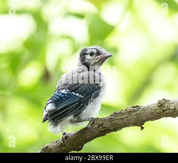 Baby Blue Jay in fuga arroccato sul ramo Foto Stock