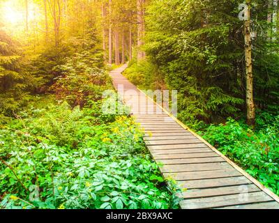 La passeggiata in legno nella foresta conduce al Lago Great Moss, Rejviz, le montagne Jeseniky, Repubblica Ceca. Foto Stock