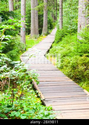 La passeggiata in legno nella foresta conduce al Lago Great Moss, Rejviz, le montagne Jeseniky, Repubblica Ceca. Foto Stock