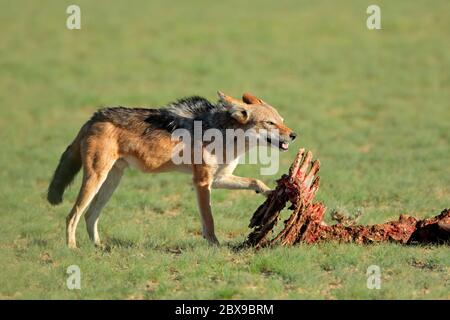 Jackals con supporto nero (Canis mesomelas) che scavengeva i resti di un antilope, Kalahari, Sudafrica Foto Stock