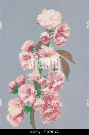 Belle stampe fotomeccaniche di fioritura di ciliegia (1887-1897) di Ogawa Kazumasa. Originale del Rijksmuseum. Foto Stock