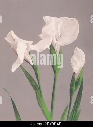 Belle stampe fotomeccaniche di Irisi bianche (1887-1897) di Ogawa Kazumasa. Originale del Rijksmuseum. Foto Stock