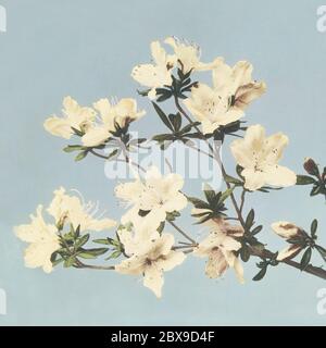 Belle stampe fotomeccaniche di Azalee giapponesi (1888-1898) di Ogawa Kazumasa. Originale del Rijksmuseum. Foto Stock