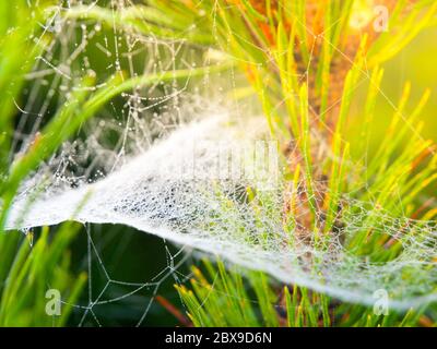 Ragnatela sul ramo coperto di rugiada. Foto Stock
