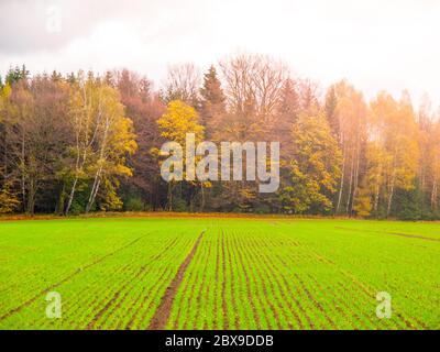 Campo verde di autunno di grano invernale piantato di fresco in file. Foto Stock