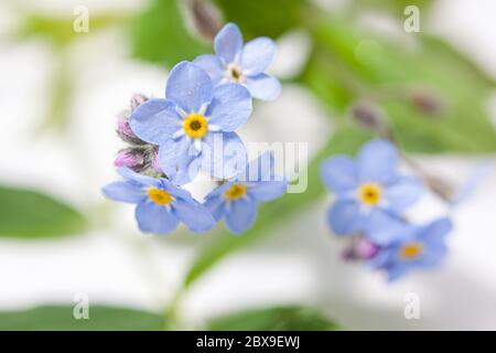 Campo non mi dimentichi Myosotis arvensis fiori vicino di fiore macro Foto Stock