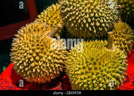 Durian è una famosa frutta asiatica dolce e gustosa tipica di Singapore Malesia e Indonesia con curiose punte o punture e forte e cattivo odore bu Foto Stock