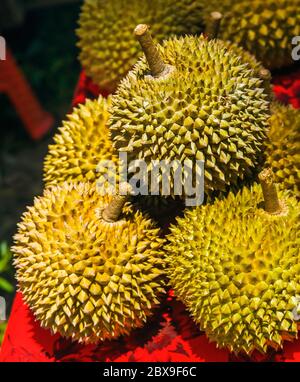 Durian è una famosa frutta asiatica dolce e gustosa tipica di Singapore Malesia e Indonesia con curiose punte o punture e forte e cattivo odore bu Foto Stock