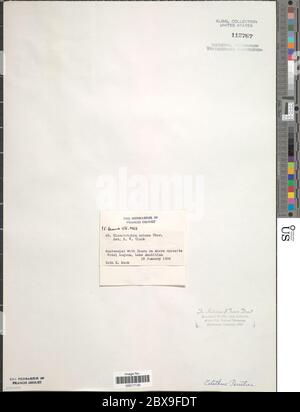 Calotrix parietina Calotrix parietina. Foto Stock