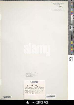 Coccloride stagnina coccloride stagnina. Foto Stock