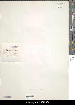 Coccloride stagnina coccloride stagnina. Foto Stock