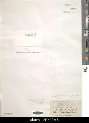 Coccloride stagnina coccloride stagnina. Foto Stock