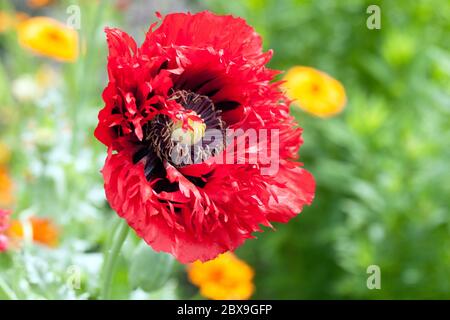 Papavero rosso dell'oppio papaver somniferum Foto Stock