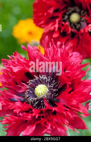 Papavero papavero papaver somniferum giardino di bellezza fiori Foto Stock