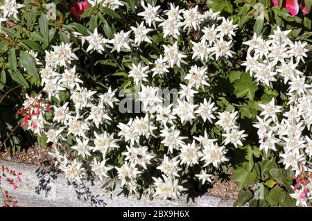 Primo piano di molti fiori di alpina (Leontopodium Alpinum) nella città di St Moritz, nella valle dell'Engadin, in Svizzera, in Europa. Foto Stock