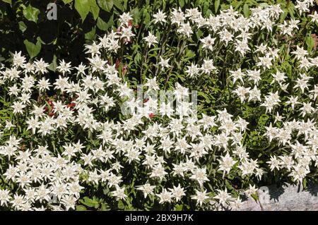 Primo piano di molti fiori di alpina (Leontopodium Alpinum) nella città di St Moritz, nella valle dell'Engadin, in Svizzera, in Europa. Foto Stock