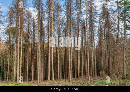 Spruces morti in una foresta vicino a Lindlar nel Bergisches Land | Abgestorbene Fichten in einem Wald bei Lindlar im bergischen Land | Foto Stock