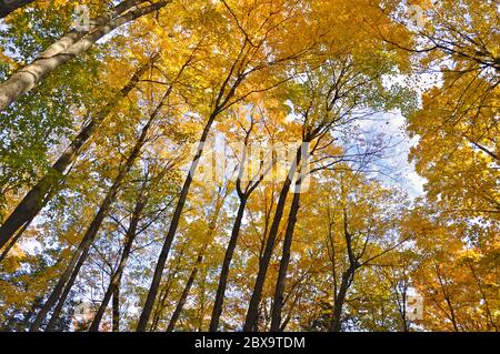 Guardando in autunno fino alla cima dell'albero da sotto i rami dell'acero. Foto Stock