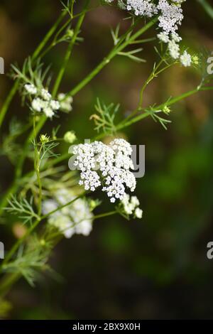 Cumino pianta nel giardino. Il cumino è una delle spezie più antiche. Foto Stock