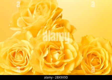 bouquet di rose gialle con gocce d'acqua, fondo giallo chiaro Foto Stock